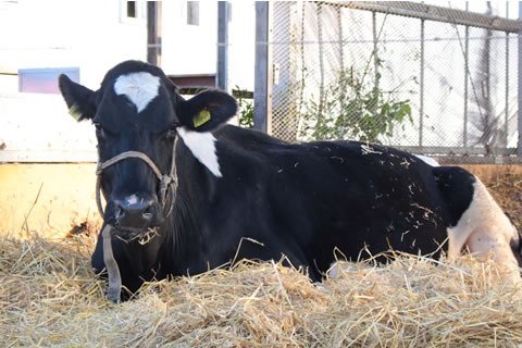 イチゴミルク牧場・池田牧場イメージの育成牛